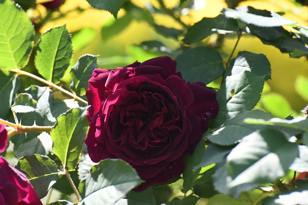 七ツ洞 深紅のバラ