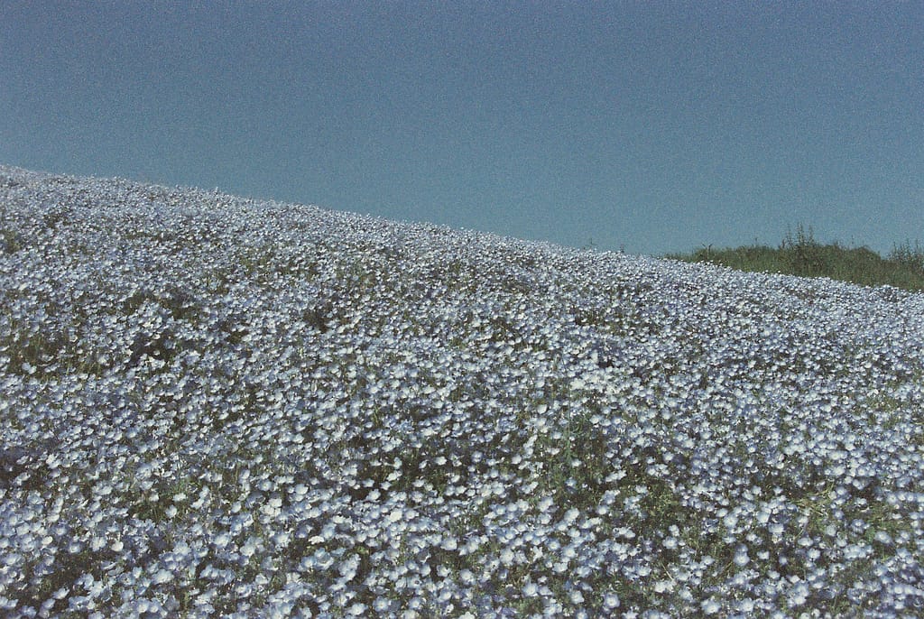 フィルムカメラで撮ったネモフィラ